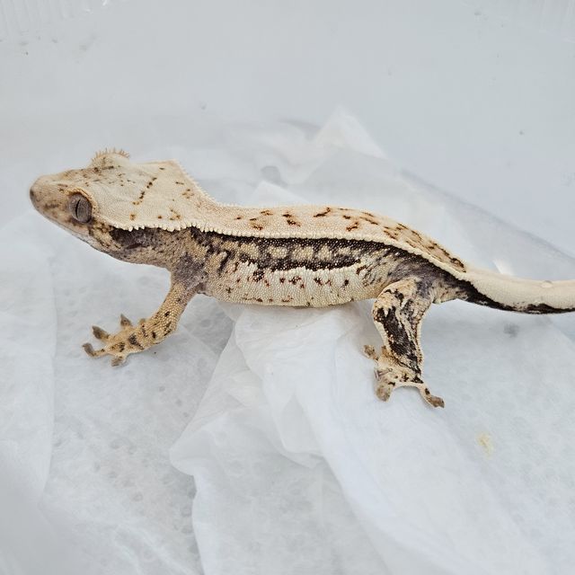 노멀 화이트 풀핀 트라이