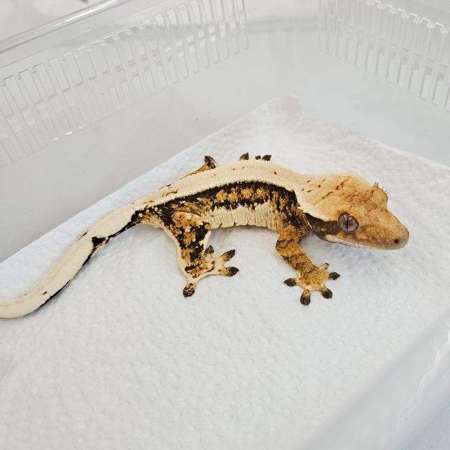 노멀 트라이 핀스트라이프 솔리드백