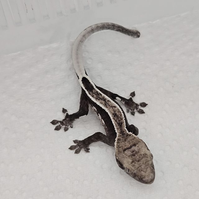 아잔틱