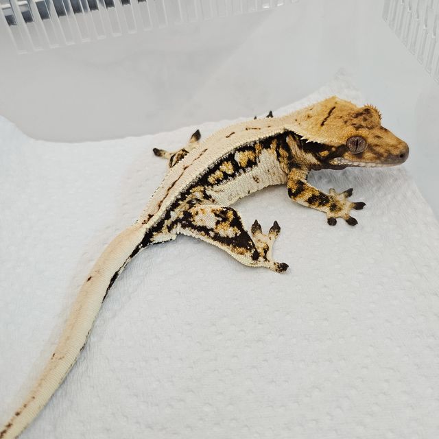 노멀 트라이 드리피 풀핀 핀스트라이프 쿼드