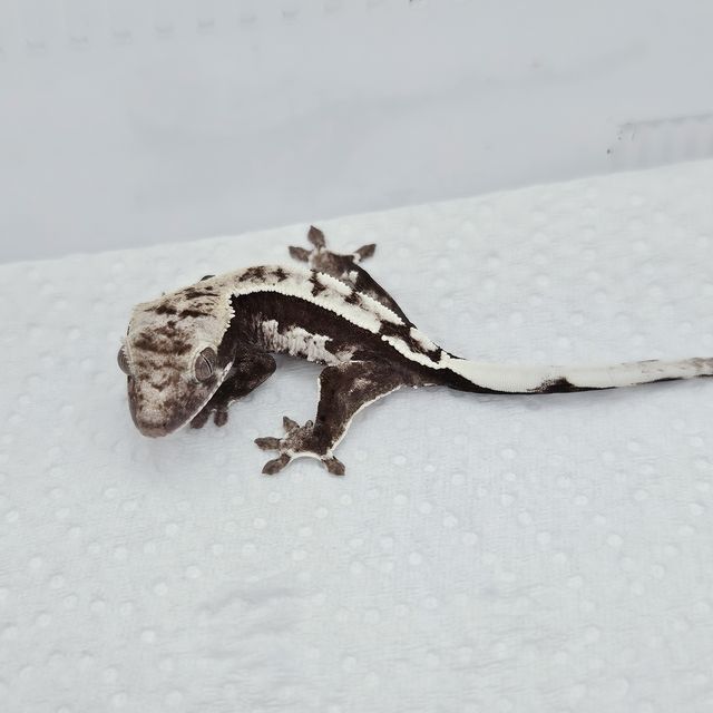 아잔틱