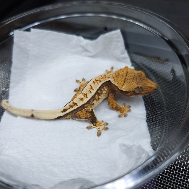 트라이