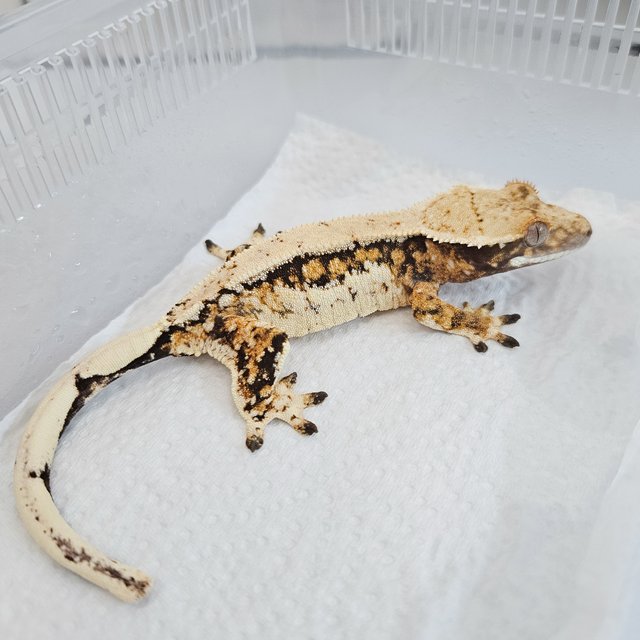 노멀 트라이 드리피 화이트스팟 익스트림할리퀸