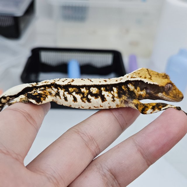 노멀 트라이 핀스트라이프