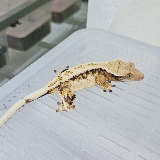 노멀 트라이 핀스트라이프 드리피