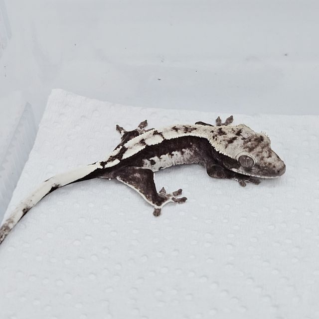 아잔틱