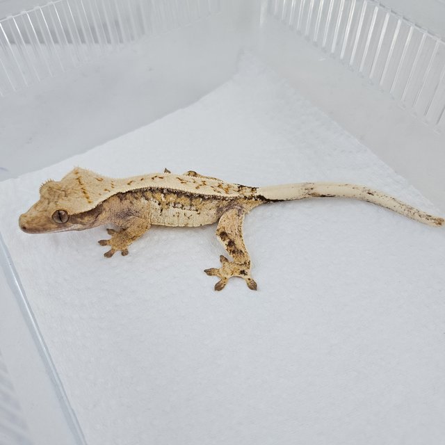 노멀 트라이 드리피 핀스트라이프 쿼드 화이트스팟