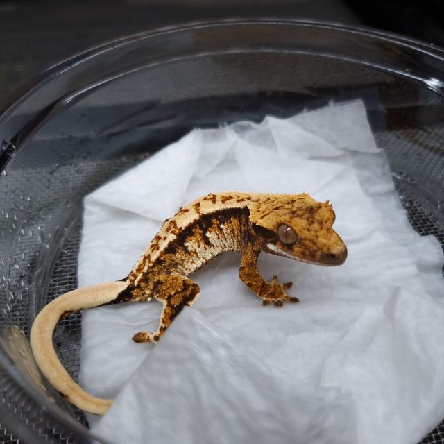 트라이