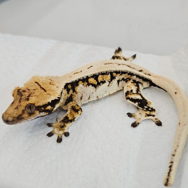 노멀 트라이 드리피 풀핀 핀스트라이프 쿼드