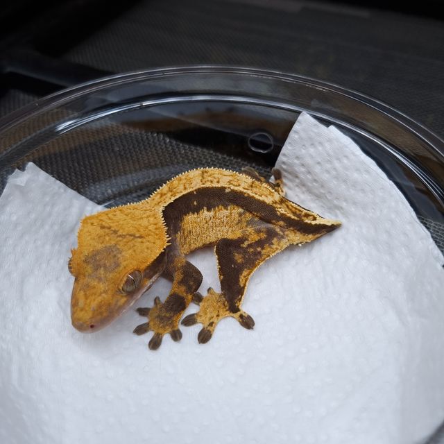트라이
