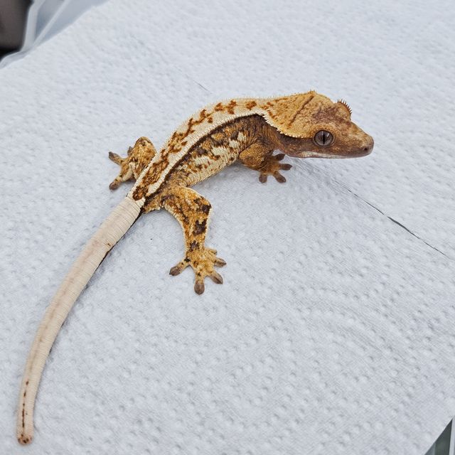 트라이