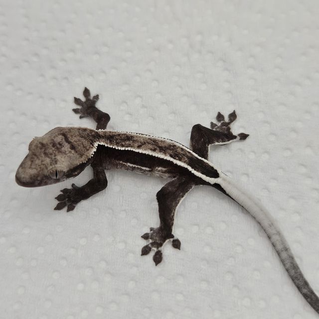 아잔틱
