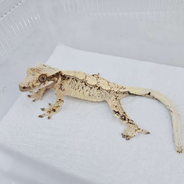 노멀 트라이 드리피 화이트스팟 익스트림할리퀸 화이트포트홀