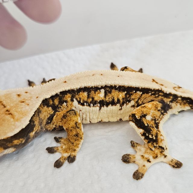 노멀 트라이 핀스트라이프 솔리드백