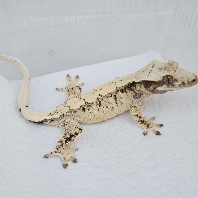 노멀 트라이 드리피 화이트스팟 익스트림할리퀸 화이트포트홀