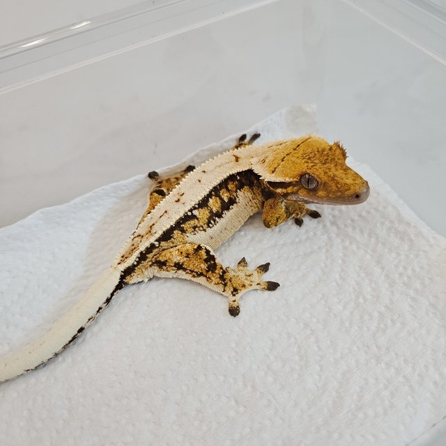 노멀 트라이 핀스트라이프 드리피 화이트스팟