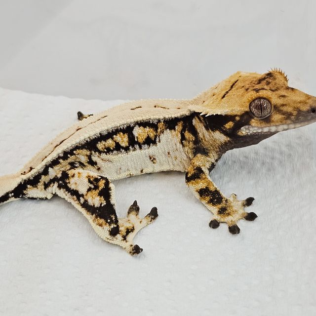 노멀 트라이 드리피 풀핀 핀스트라이프 쿼드