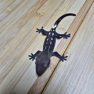 아잔틱