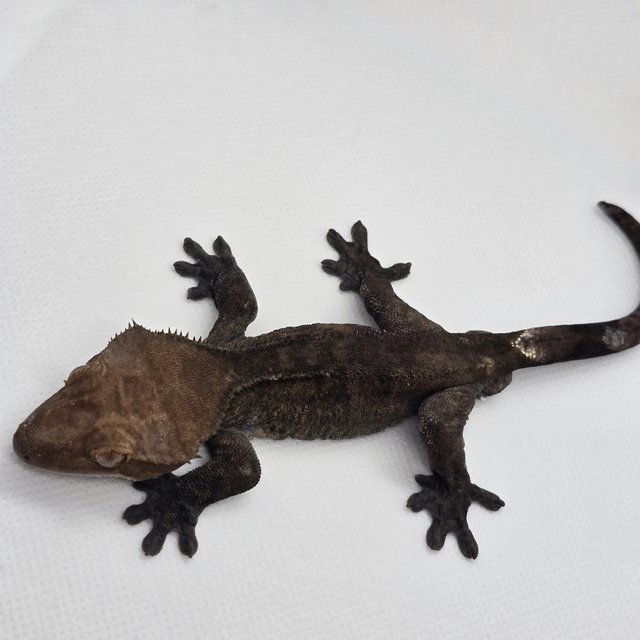 패턴리스 아잔틱