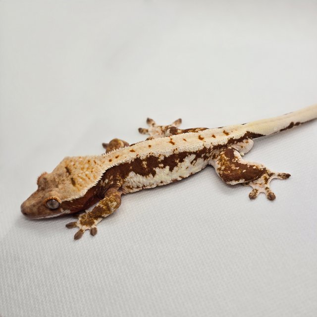 릴리100%헷아잔틱