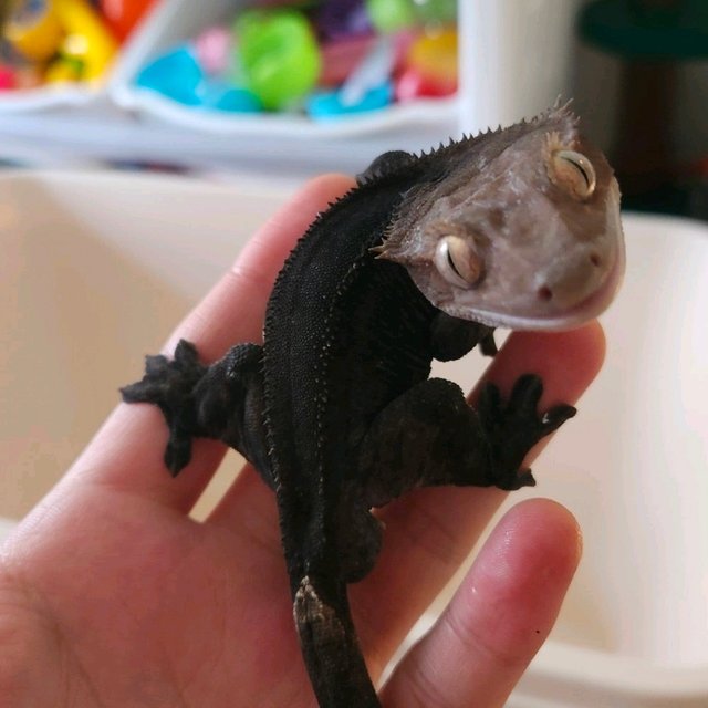 아잔틱 패턴리스 팬텀