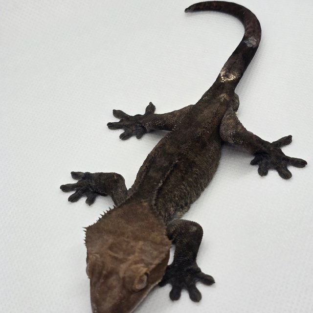 패턴리스 아잔틱