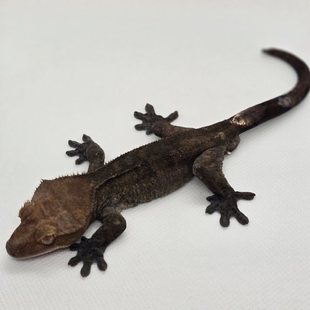 패턴리스 아잔틱