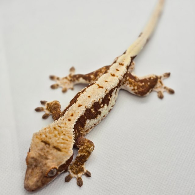 릴리100%헷아잔틱