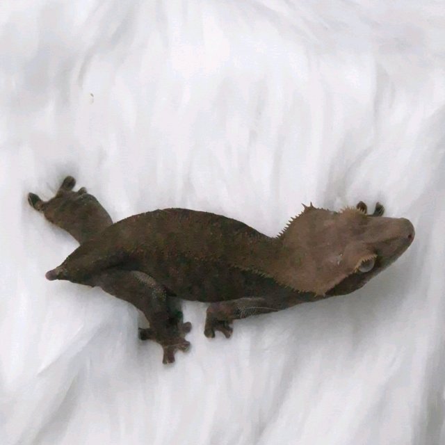 아잔틱 패턴리스