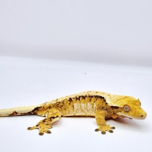 화이트스팟 트라이