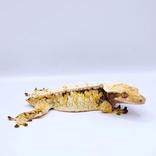 드리피 화이트스팟 트라이