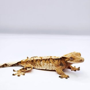 텐저린 화이트스팟 트라이