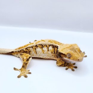 텐저린 드리피 화이트스팟 트라이