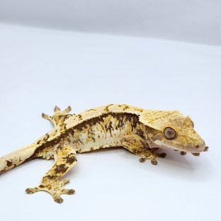 화이트스팟 트라이