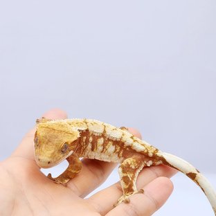 레드 드리피 화이트스팟 트라이