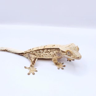 쿼드 핀스트라이프 화이트스팟 트라이