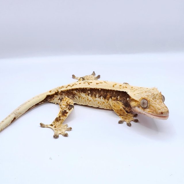 핀스트라이프 트라이