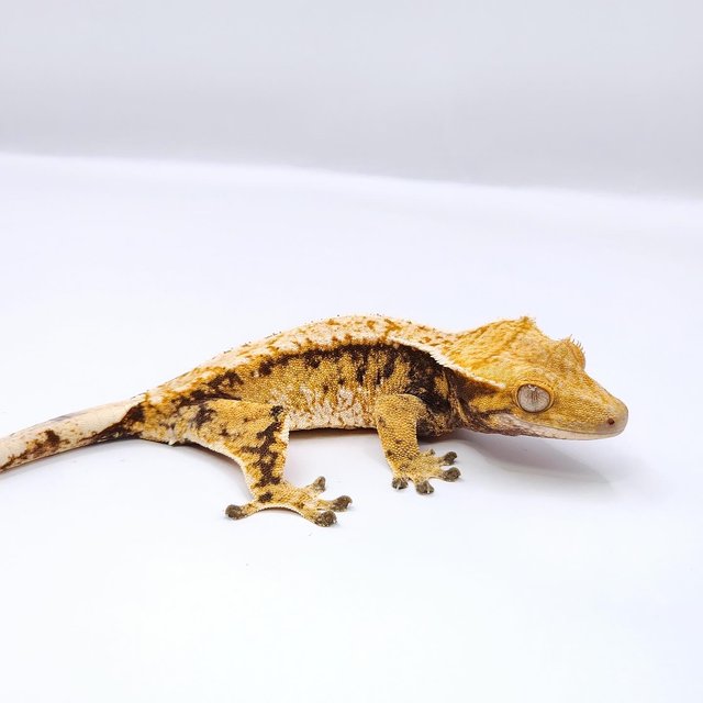 화이트스팟 트라이