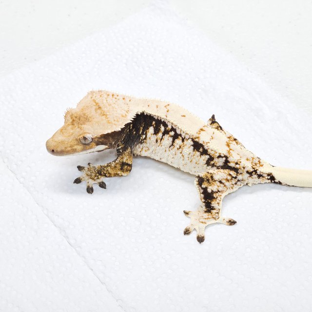 화이트스팟 트라이