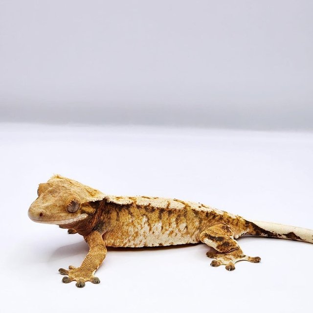 텐저린 화이트스팟 트라이