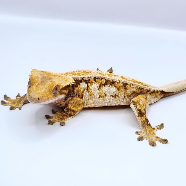 텐저린 드리피 화이트스팟 트라이