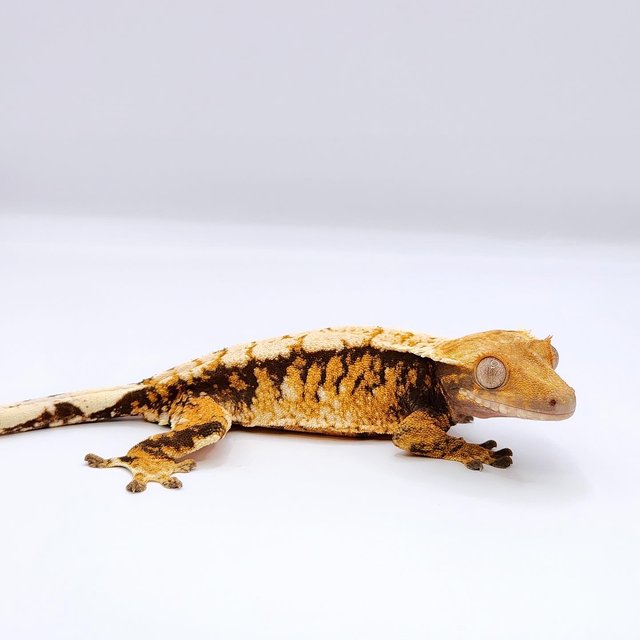 텐저린 화이트스팟 트라이 익스트림할리퀸