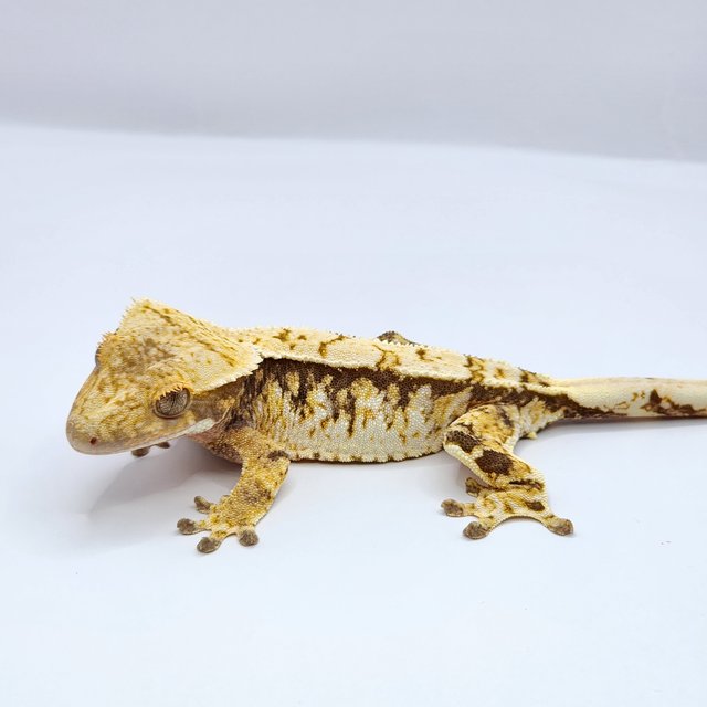 화이트스팟 트라이