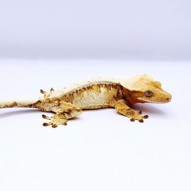 레드 드리피 화이트스팟 트라이