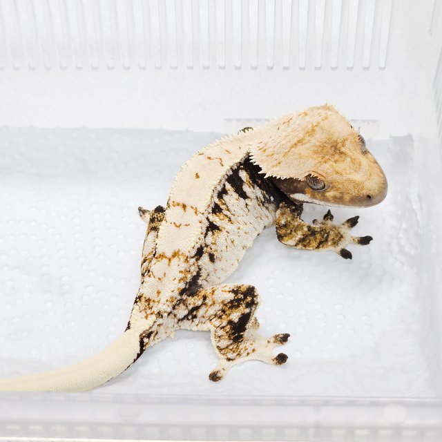 화이트스팟 트라이