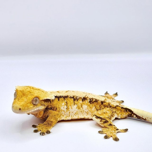 화이트스팟 트라이