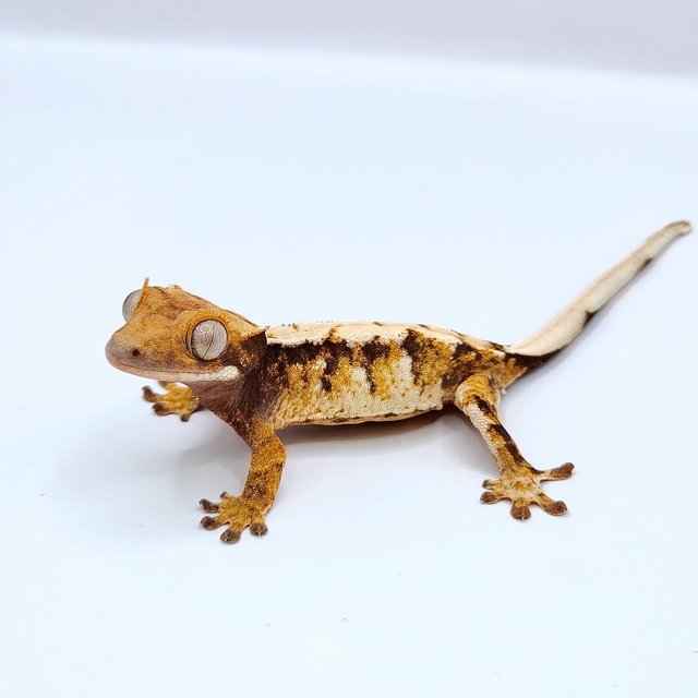 텐저린 화이트스팟 트라이