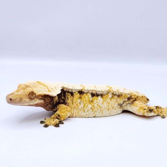 드리피 화이트스팟 트라이