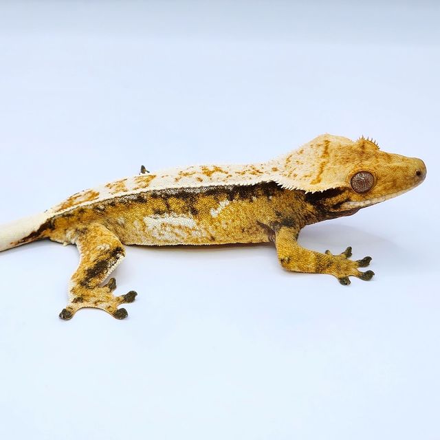 트라이 드리피 쿼드 풀핀 화이트스팟