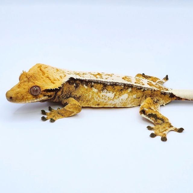 트라이 드리피 쿼드 풀핀 화이트스팟